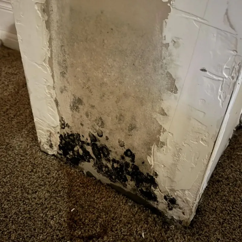 Professional Mold Removal in Monroe County, KY